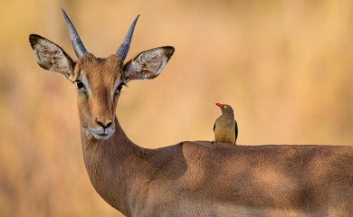 Antilopa izbola radnika zoološkog vrta
