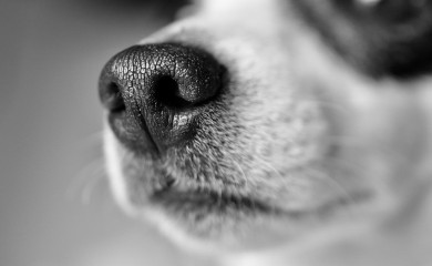 Pas kod Hrvata u Njemačkoj nanjušio veću količinu droga