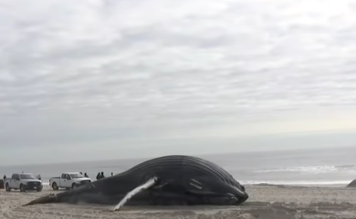 More izbacilo uginulog kita na obalu u Njujork (VIDEO)