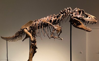 U dvorištu pronađen kostur najvećeg dinosaurusa u Evropi