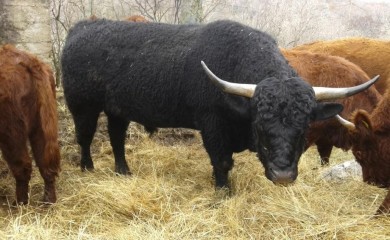 Prevaren farmer iz Gradiške, šteta 24.000 KM