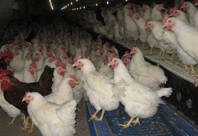 Lukić: Eutanazirano 62.000 peradi