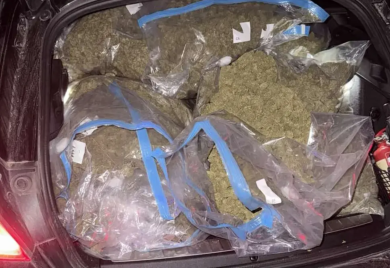 U akciji "Brazil" pronađeno oko 50 kilograma skanka