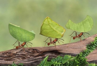 Dom su vam okupirali mravi? Nikada se ne bi setili, ali od ovog bebi sredstva bježe kao ludi