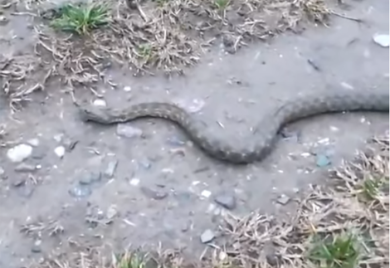 Zmija u banjalučkom naselju Česma