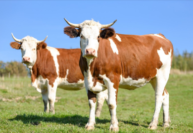 Uhapšen Banjalučanin, krao stoku