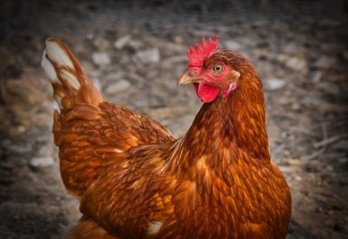 Psi upali u dvorište i poklali 15 kokoši