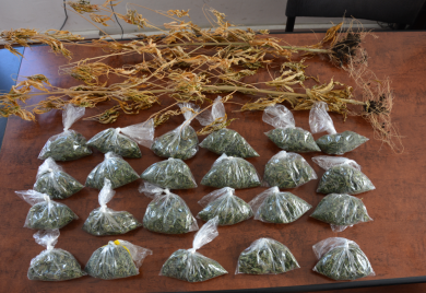 Pretresi u Prijedoru, oduzeta marihuana