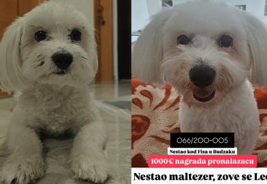 U Banjaluci se izgubio maltezer, vlasnik nudi 1.000 evra onome ko ga nađe