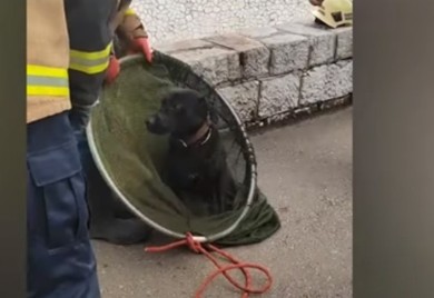 Vatrogasci spasli preplašenog psića (VIDEO)
