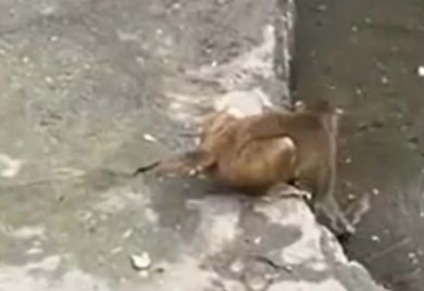 Pacov krao hranu majmunima, pa jedva izvukao živu glavu