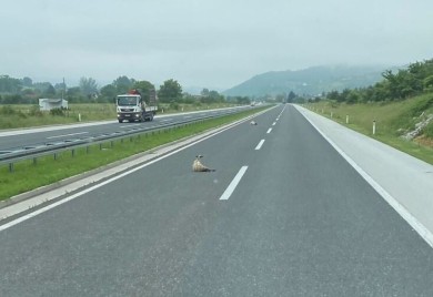 Ovce na autoputu, vozačima se savjetuje oprez