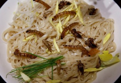 Od danas u EU dozvoljeno da tjestenina sadrži insekte i bube