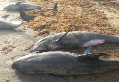 NOVI ZELAND: Na otoku se nasukalo 250 delfina