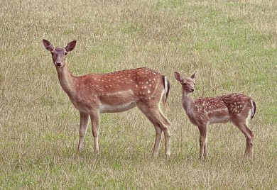Srnu i lane nezakonito ubili kod Banjaluke, istraga u toku