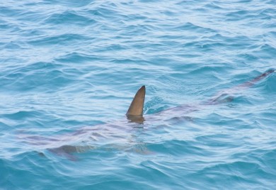Napad ajkule "ugriz" i za egipatski turizam: Plaše li se turisti ljetovanja na Crvenom moru