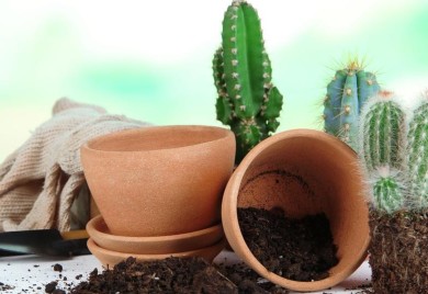 Biljke koje ne treba držati u kući