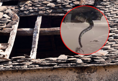 Dva ogromna pitona propala kroz plafon tokom parenja (VIDEO)