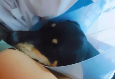Horor u Banjaluci: Upucan pas, potrebna pomoć za njegovo liječenje (VIDEO)