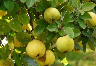 Kraljica zimnice po receptu naših baka: Slatko od rendanih dunja s orasima