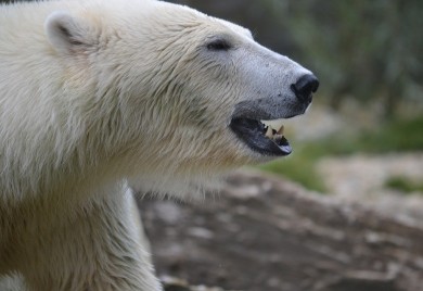 Polarni medvjed ubio ženu i dječaka na Aljasci