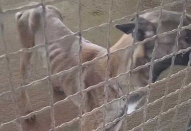 Alarmantno stanje u azilu na Manjači: Psi umiru od gladi (VIDEO)