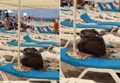 Porodica je ponijela ručak na plažu, otišla da se okupa, a kad su se vratili dočekala ih noćna mora