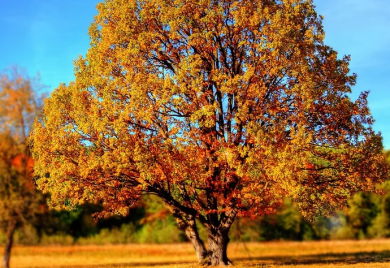 Uklonjena stabla opasna po građane Banje Luke