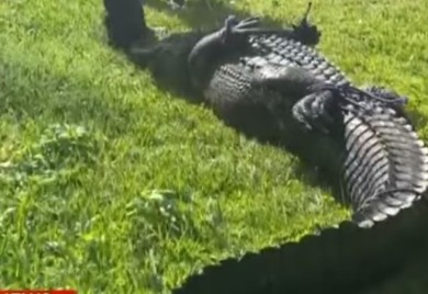 Ženu ubio aligator dok je izvlačila psa iz njegovih čeljusti