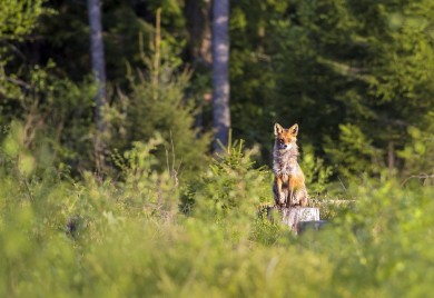 Lisica prošetala Starčevicom