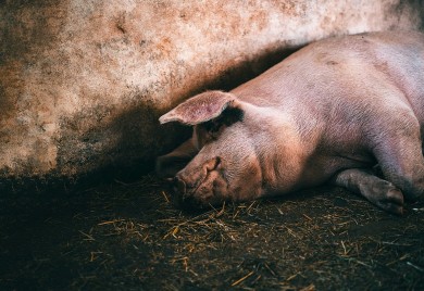 Potvrđena afrička kuga kod svinja u bijeljinskom selu