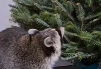 Hit reakcija rakuna kada je ugledao jelku