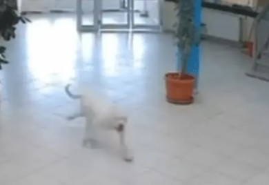 Pas uletio u školu i izujedao učenike, ubio ga policajac (VIDEO)
