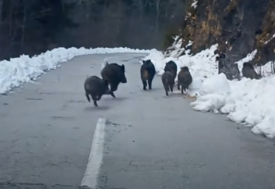 Krdo divljih svinja marširaju putem (VIDEO)