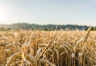 Mađarska će tražiti od EU da produži zabranu uvoza žita iz Ukrajine