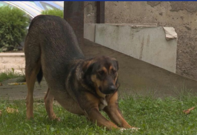 Htio da usmrti psa lutalicu, pa greškom ranio brata