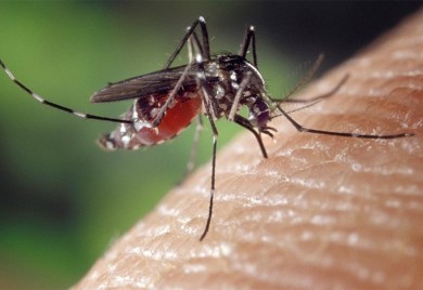 Registrovani prvi slučajevi groznice Zapadnog Nila u Srbiji