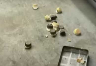 Medvjed "banuo" u pekaru i pojeo 60 kolača (VIDEO)