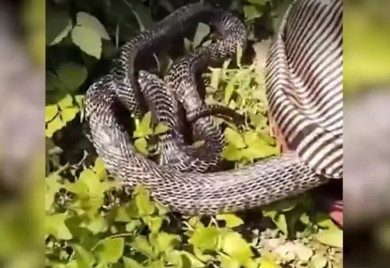 Jeziv video: Zaspao ispod drveta, pa zatekao zmiju ispod košulje!