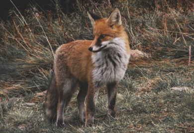 Lisice se približavaju gradu