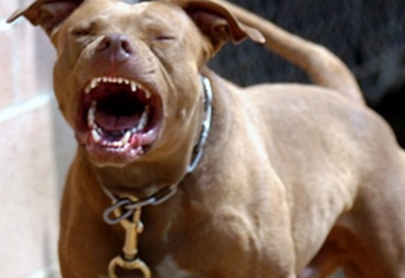 Novi napad psa u Banjaluci: Ženu ugrizao pitbul
