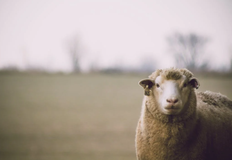 Stigle prijave: Ovce pobjegle iz klaonice i lutale gradom (VIDEO)