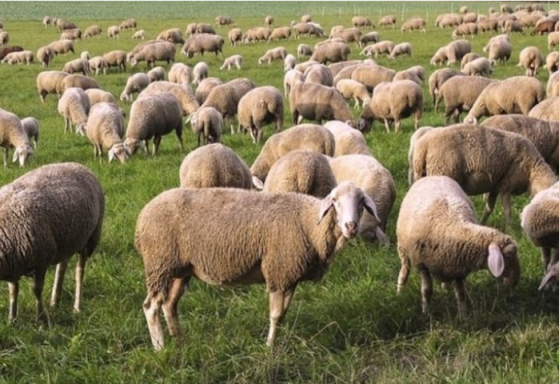 Meso iz inostranstva zatvara domaće farme