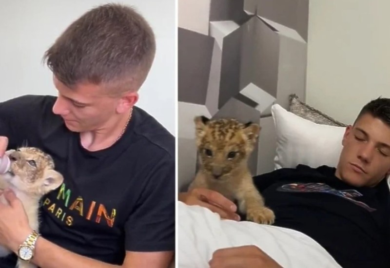 Šta se dogodilo s lavom kojeg je srpski youtuber držao u stanu zbog popularnosti na internetu