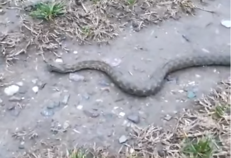 Zmija u banjalučkom naselju Česma