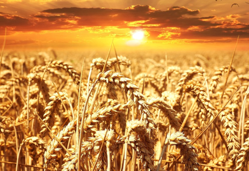 KAIRO: Skoro milion tona pšenice blokirano u lukama