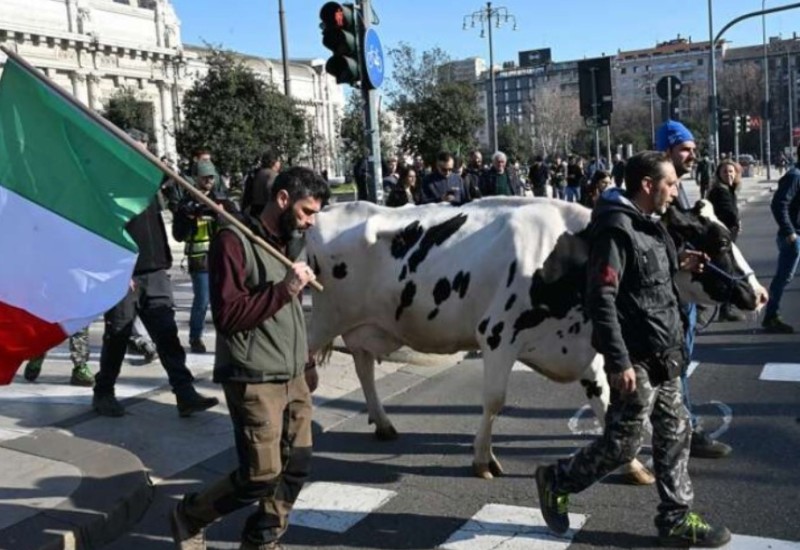Protesti se nastavljaju: Italijanski farmeri šetali sa kravom ulicama Milana VIDEO