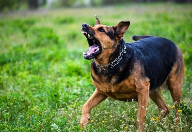 Pas se otrgao sa povoca i izgrizao dijete: Vlasnik bio pijan