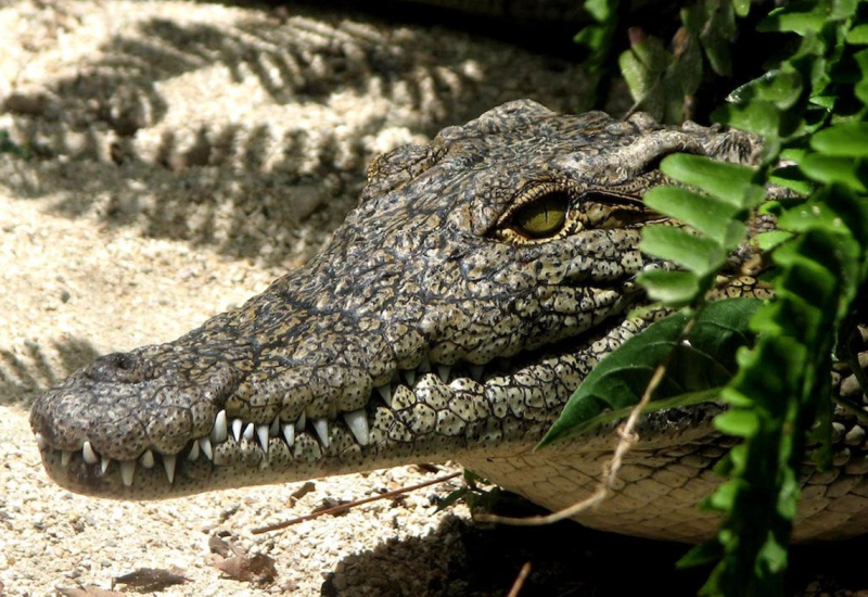 Aligator iz zoo vrta pronađen poslije 20 godina na privatnom imanju