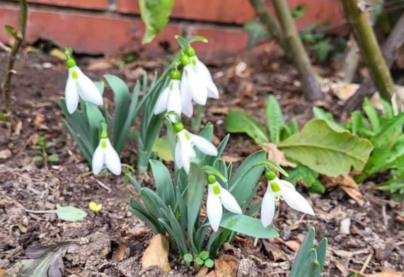 Banjaluka u januaru: Procvjetale visibabe
